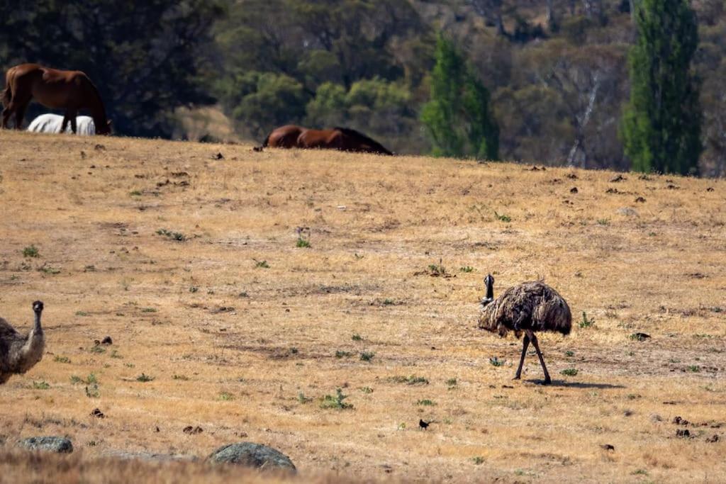 Big Yard Escapes - Two Off-Grid Tiny Houses On The Mowamba River Jindabyne Eksteriør billede
