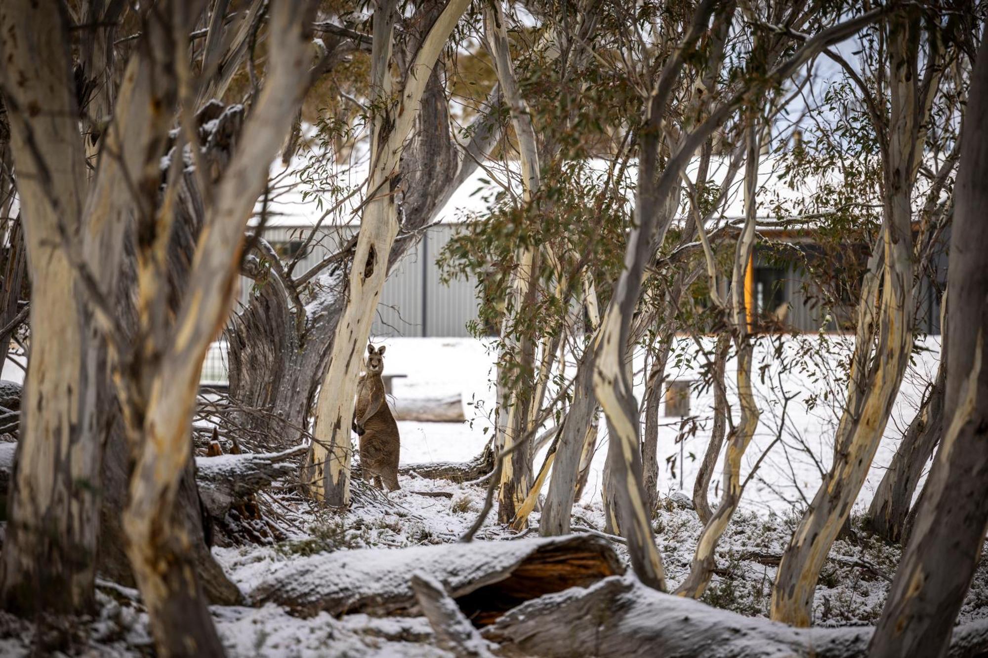 Big Yard Escapes - Two Off-Grid Tiny Houses On The Mowamba River Jindabyne Eksteriør billede